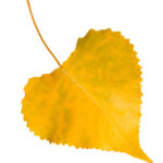 autumn leaf on white background